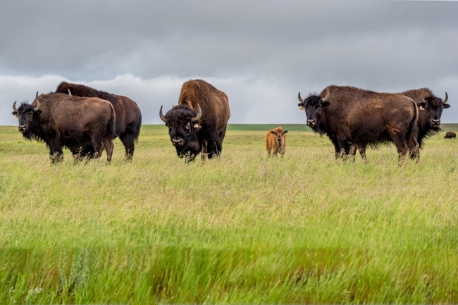 Bison Meat Canada | Wild Ranch Raised Bison | Noble Premium Bison