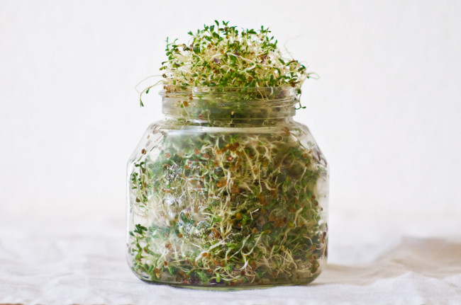 The ultimate step by step guide to sprouting