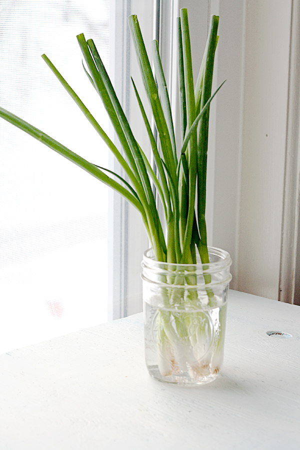 How to Store Green Onions - Savvy Eats