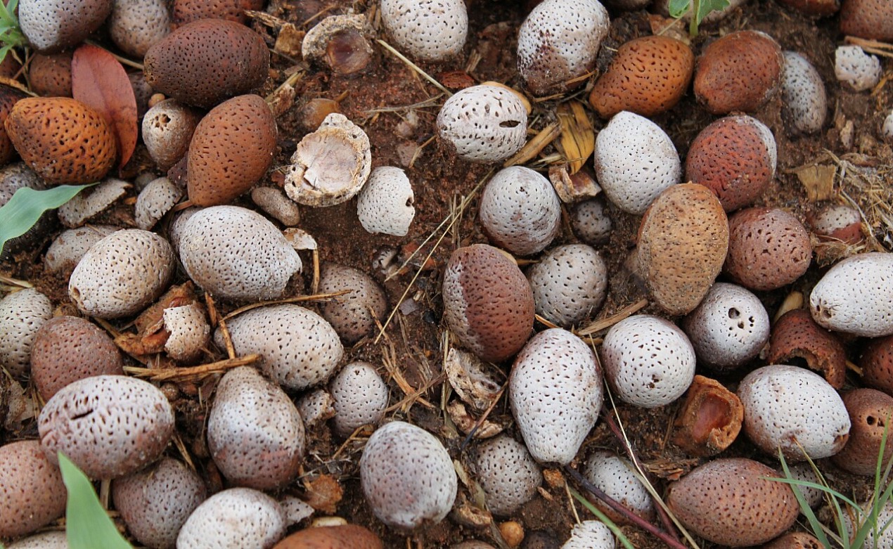 Mongongo nuts, elephants & bush biscotti