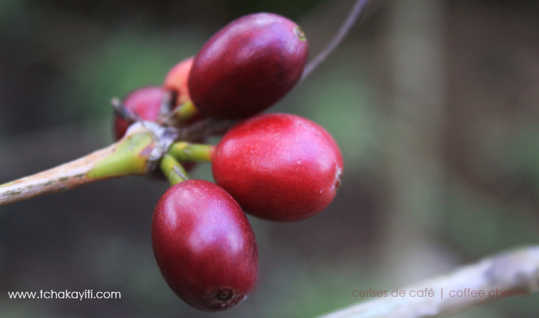 Haitian Coffee Cherries