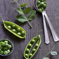 Fresh Peas & Mint- Signs of Spring & Garden changes