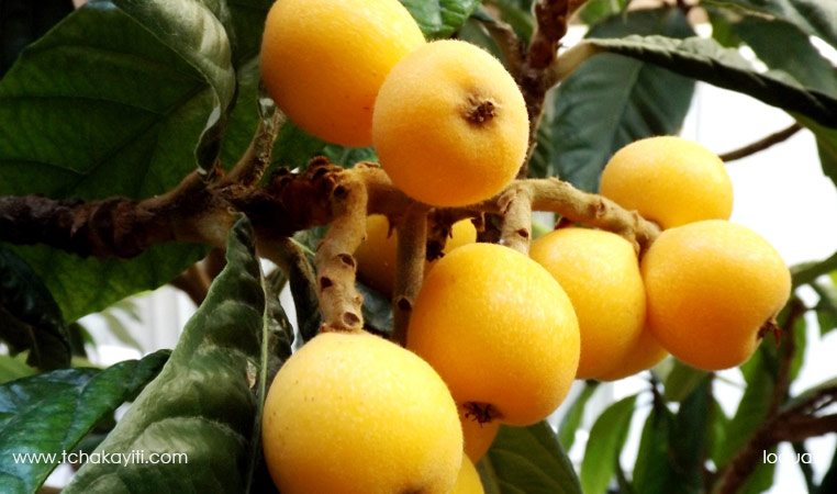 Loquat, fruit of Haiti