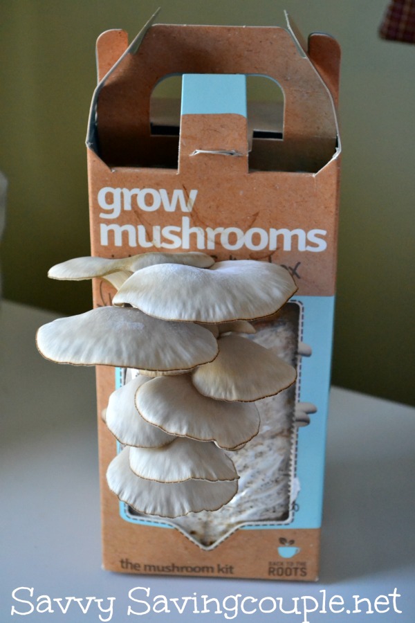 Grow Your Own Mushrooms with the Back To The Roots Mushroom Kit - Savvy Saving Couple