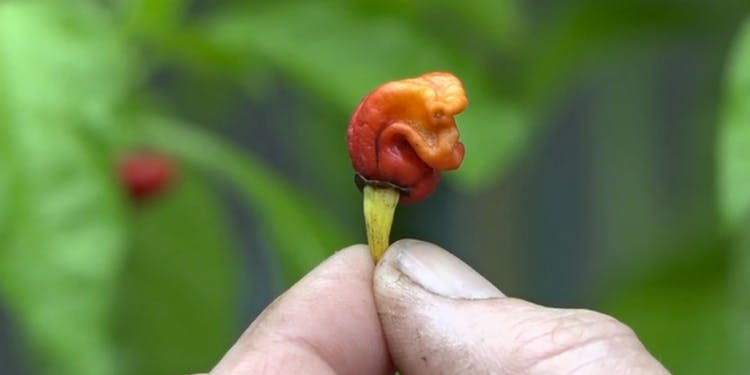 The World's Hottest Pepper Is Spicy Enough to Kill You