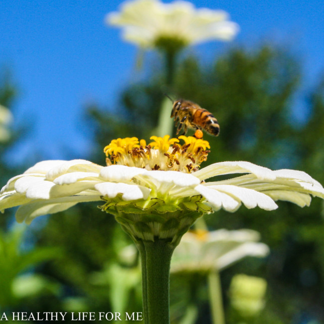 How To Attract Honey Bees To Your Vegetable Garden