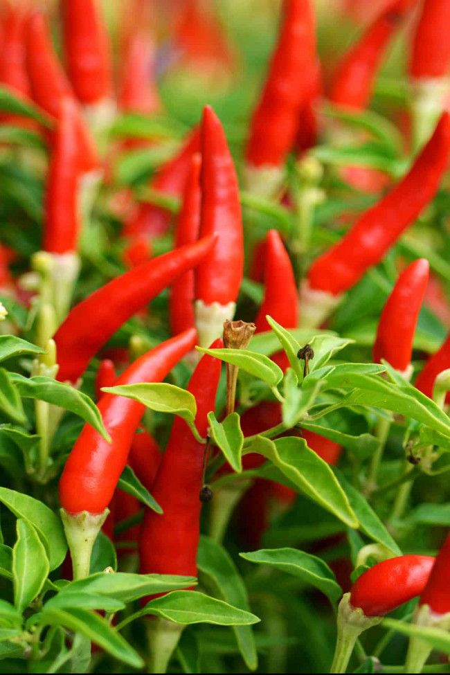 Spiciest Chillis / Chilies in the World.