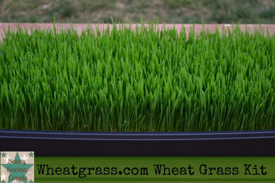 Wheatgrass Kit by Living Whole Foods Review