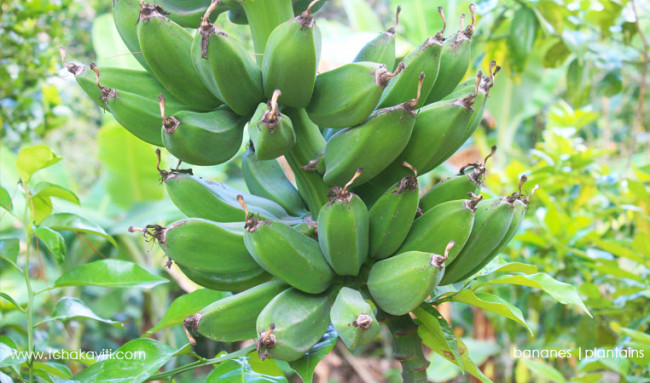 Plantains, Full of Life