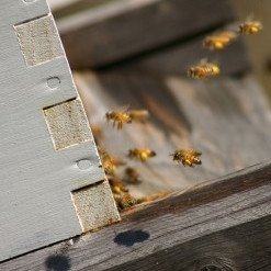Bees are coming.....