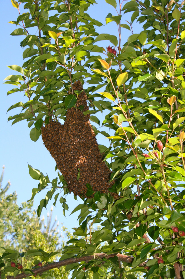 My First Bee Swarm!