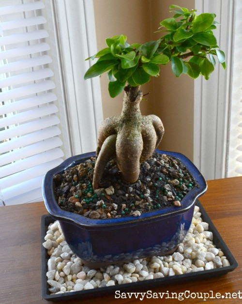 ProFlowers Review ~Check out My Healthy, Adorable Gensing Grafted Ficus Bonsai - Savvy Saving Couple