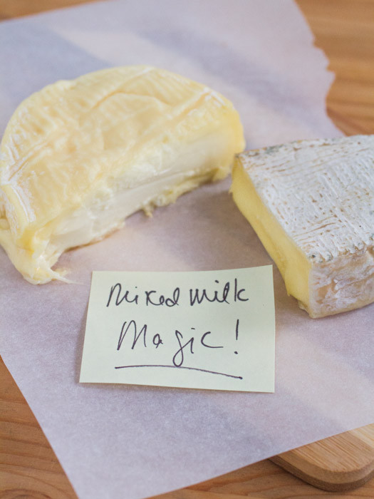 Mixed Milk Magic: Four Mixes Milk Cheeses You'll Love