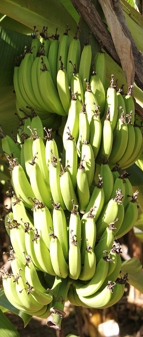 Bananas - Garden (of Eden)-to-Table