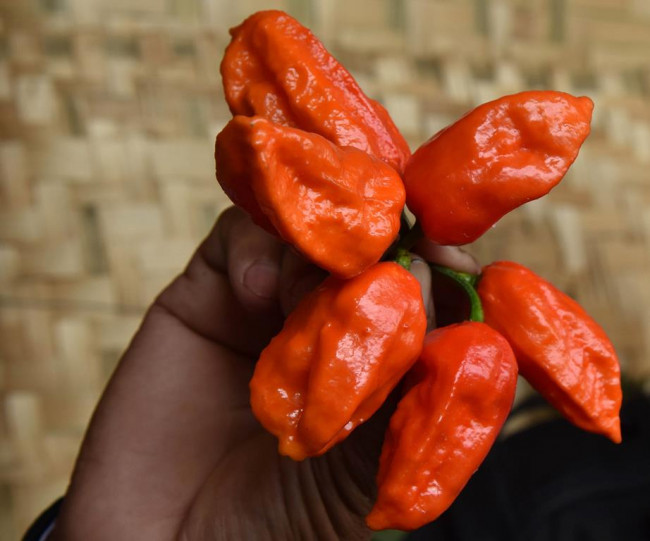 The world's 10 hottest chillies