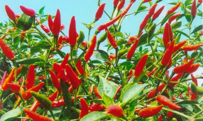 Exploring the Chilies of China