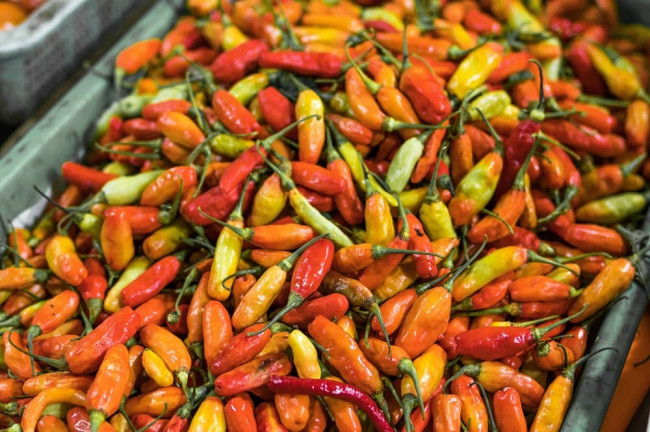 What is the Hottest Pepper in the World? 65+ Chili Peppers SHU Ranked
