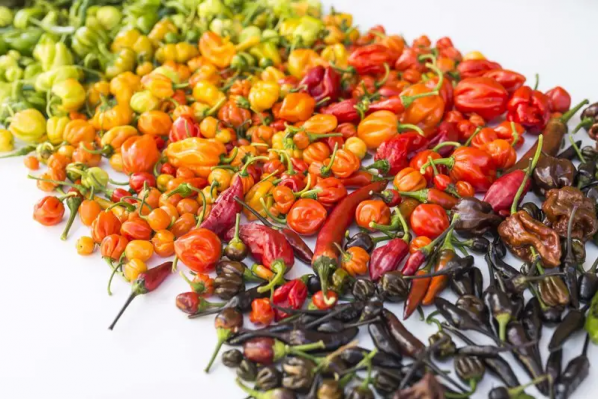 Where Do the Hottest Peppers in the World Come From?
