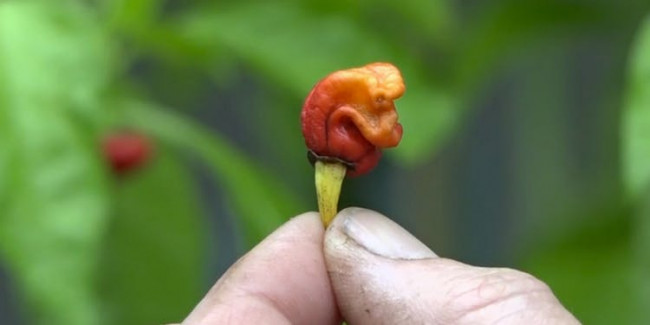 The World's Hottest Pepper Is Spicy Enough to Kill You